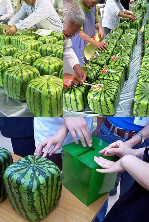 square watermelon japan